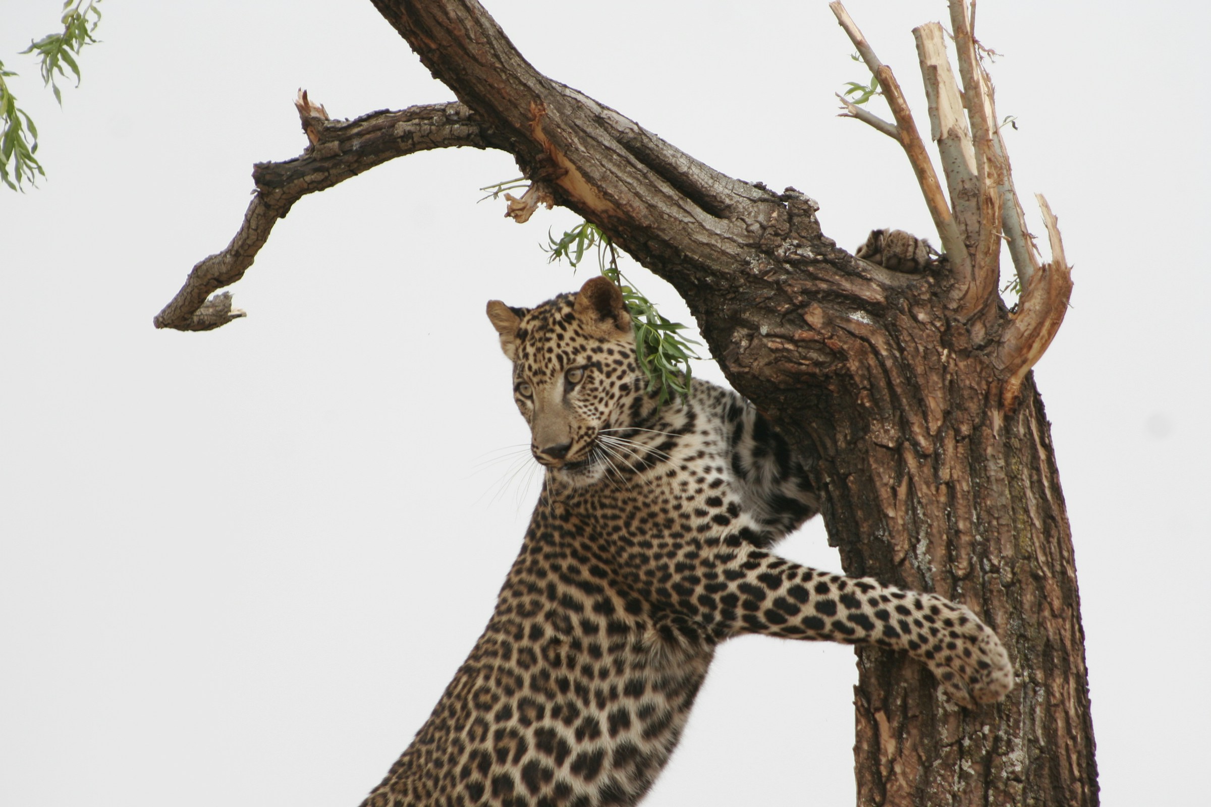 3 Days Saadani NP from Dar es Salaam