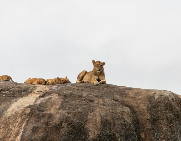 3 Days Ngorongoro Crater and Serengeti National Park