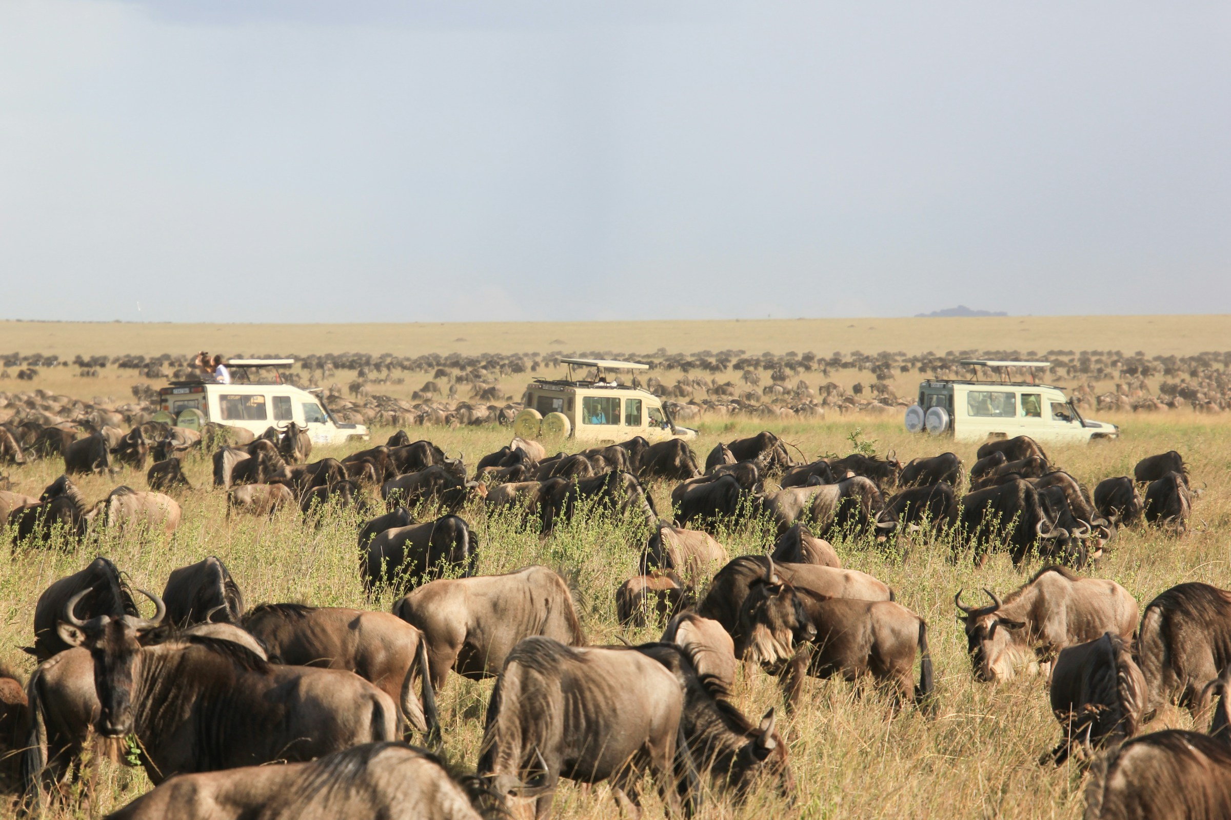 8 Days Wildbeest Migration