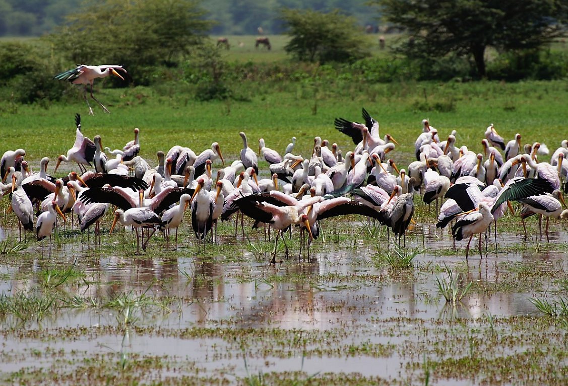  Lake Manyara 