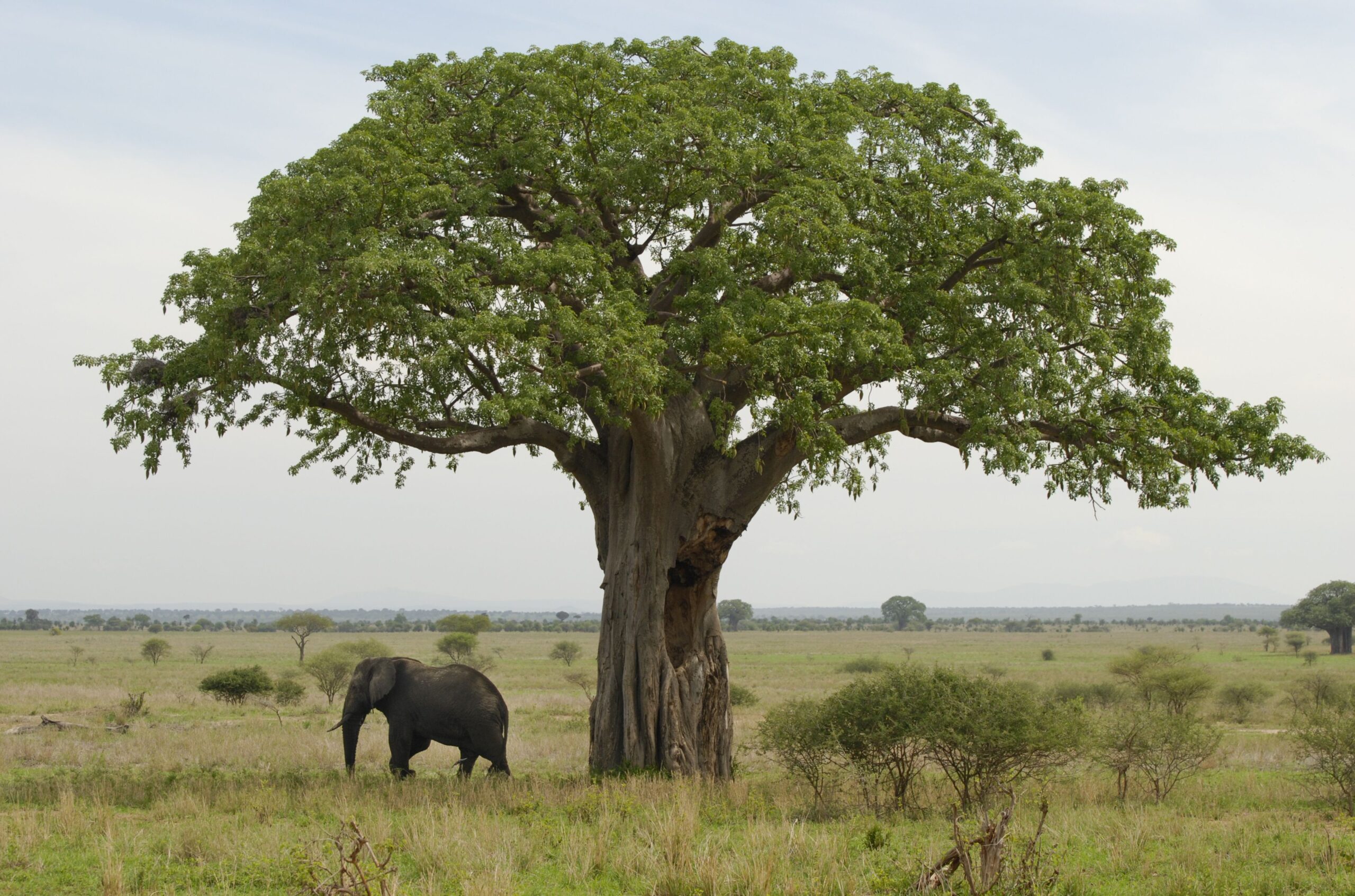 Tarangire National Park